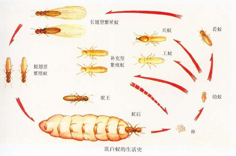 灭白蚁