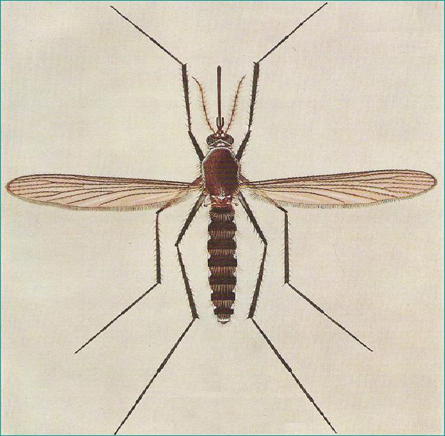 灭蚊子,蚊子防治