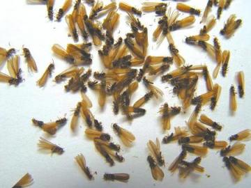 白蚁幼虫 白蚁幼虫